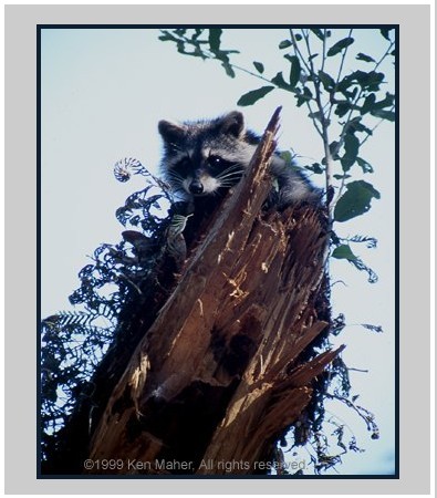 Curious Raccoon posing for Ken