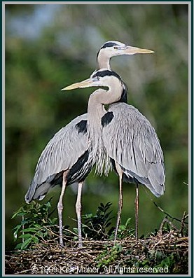 Great Blue Heron pair by Ken Maher