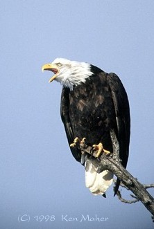 Bald Eagle screaming by Ken Maher