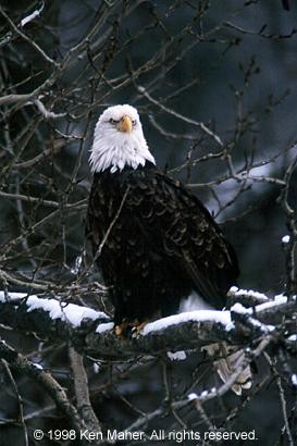 Bald Eagle..Frowning?..by Ken Maher