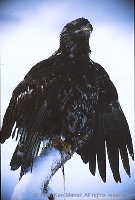 Immature Bald Eagle by Ken Maher