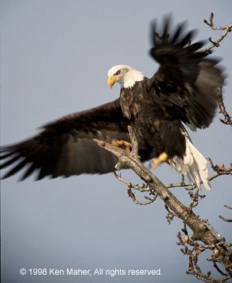 Bald Eagle landing photo by Ken Maher