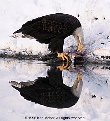 Bald Eagle eating Salmon by Ken Maher