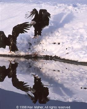 Bald Eagles picture by Ken Maher