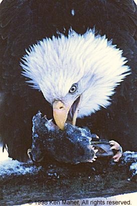 Bald Eagle close-up picture by Ken Maher