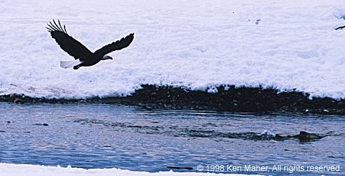 Bald Eagle gliding photo by Ken Maher