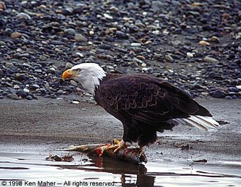 Bald Eagle image by Ken Maher on a previous trip