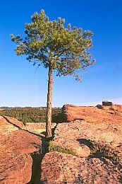 Garden of the Gods Picture