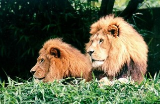 Male Lions picture