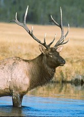 Yellowstone Bull Elk picture