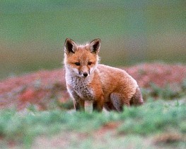 Red Fox kit picture