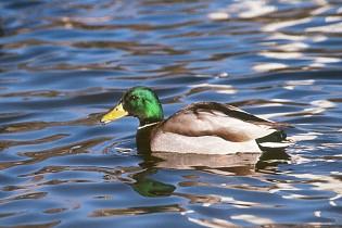 Male Mallard picture