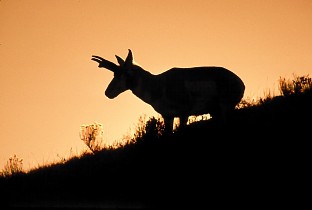 Pronghorn in sunset picture