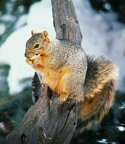 Fox Squirrel picture