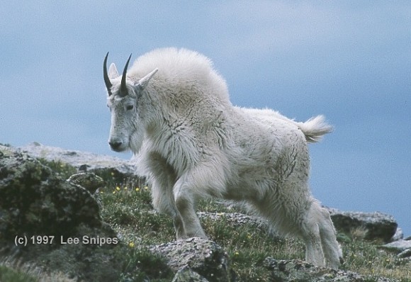 Mountain Goat moving out