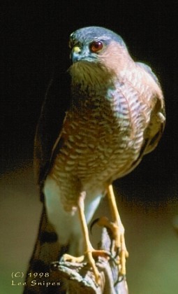 Sharp-shinned Hawk Portrait