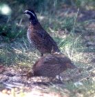 Bobwhite