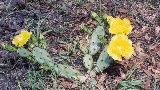 Eastern Prickly Pear