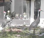 Two Sandhill Cranes