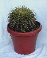 Golden Barrel Cactus