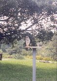 Hawk on Feeder