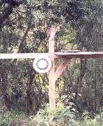 Hawk on another Feeder Feeder