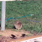 Rabbit at Feeder