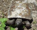 A Gopher Tortise