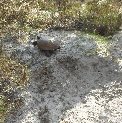 Gopher Tortise heading home