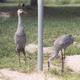 Two Sandhill Cranes