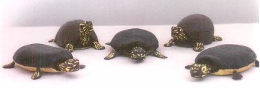 A group of Painted Turtles