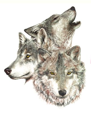 Three Wolves