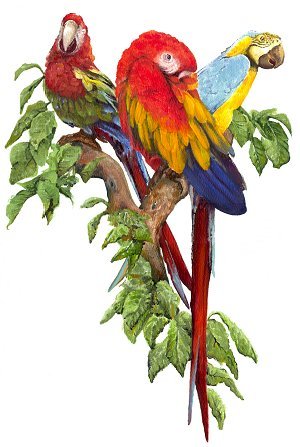 Macaws