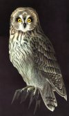 owl