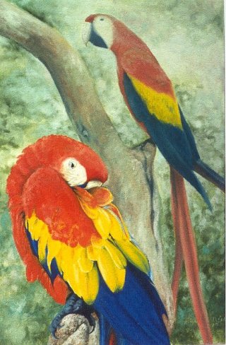 Parrots