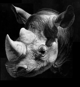 Rhino