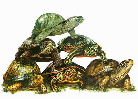 turtles