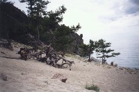 Baikal - walking trees