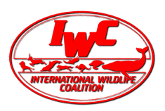 International Wildlief Coalition art logo