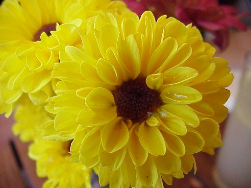 Photo - close up of flowers