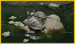 Turtle family