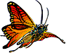 butterfly5.gif (3680 bytes)