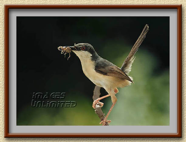 Ashy wren warbler