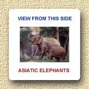 Asiatic Elephants