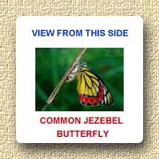 Common Jezebel