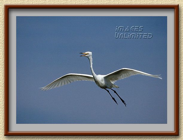 Egret in flight