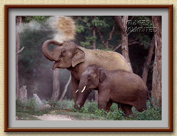 Asiatic Elephants