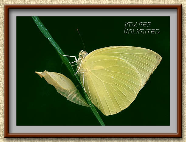 Chrysalis of Common Emigrant