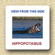 Hippopotamus