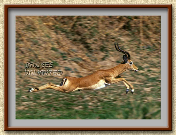 Impala at Luangwa